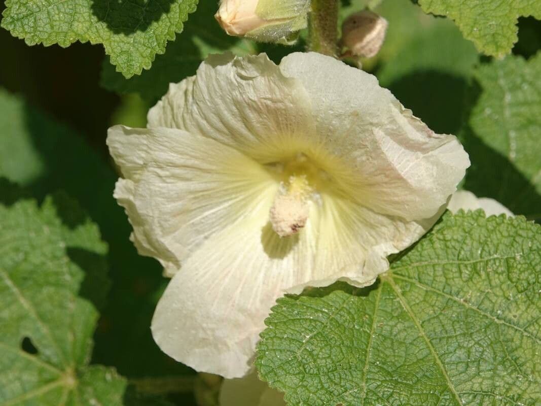 Alcea rosea