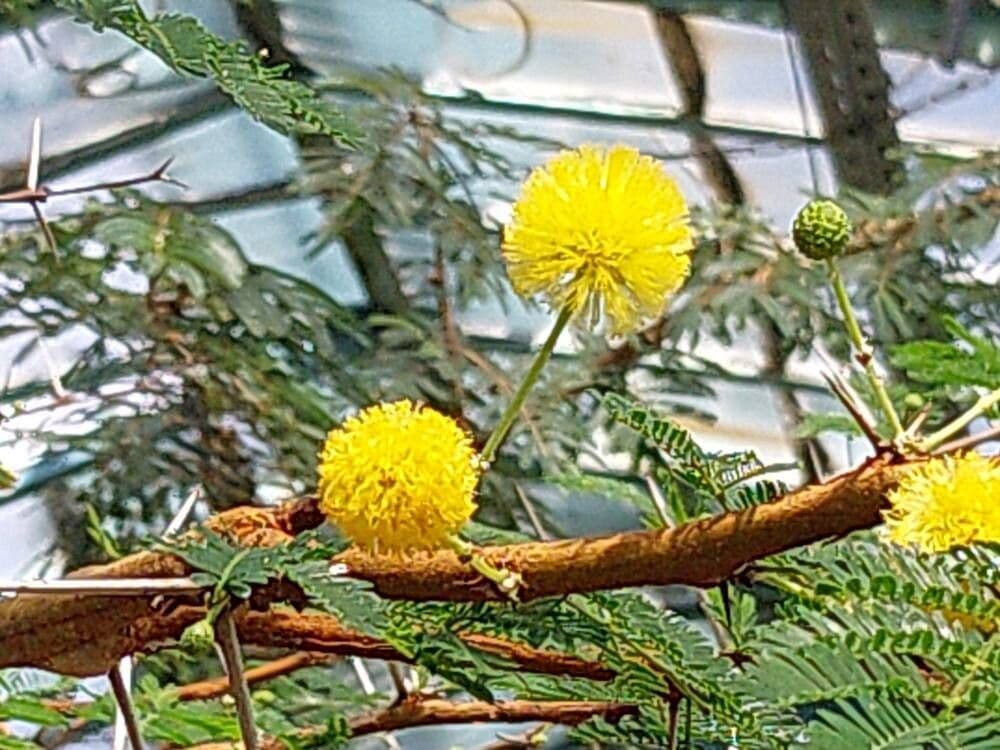 Vachellia seyal