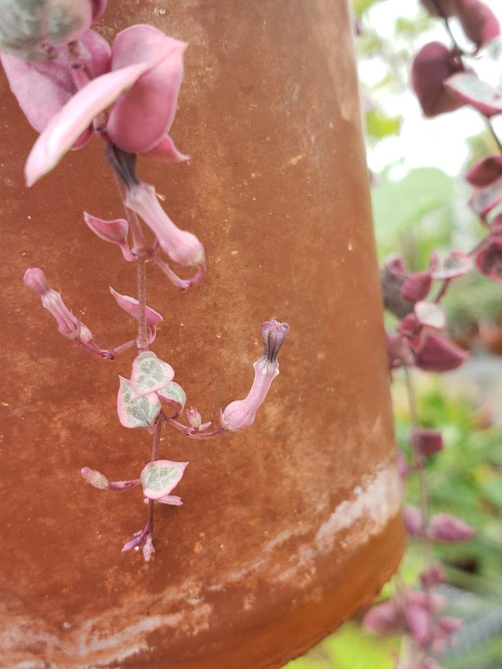 Ceropegia woodii