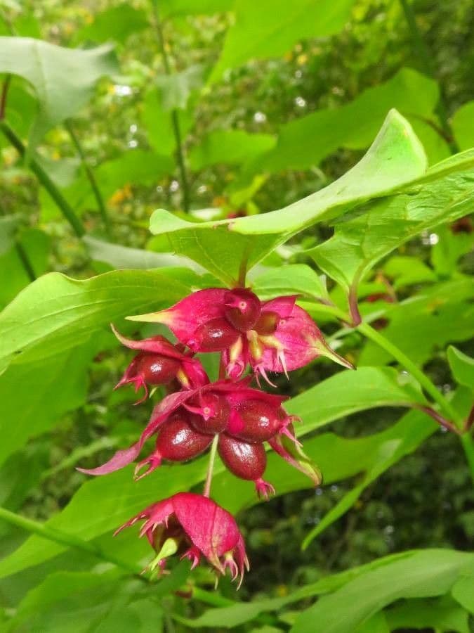 Leycesteria formosa