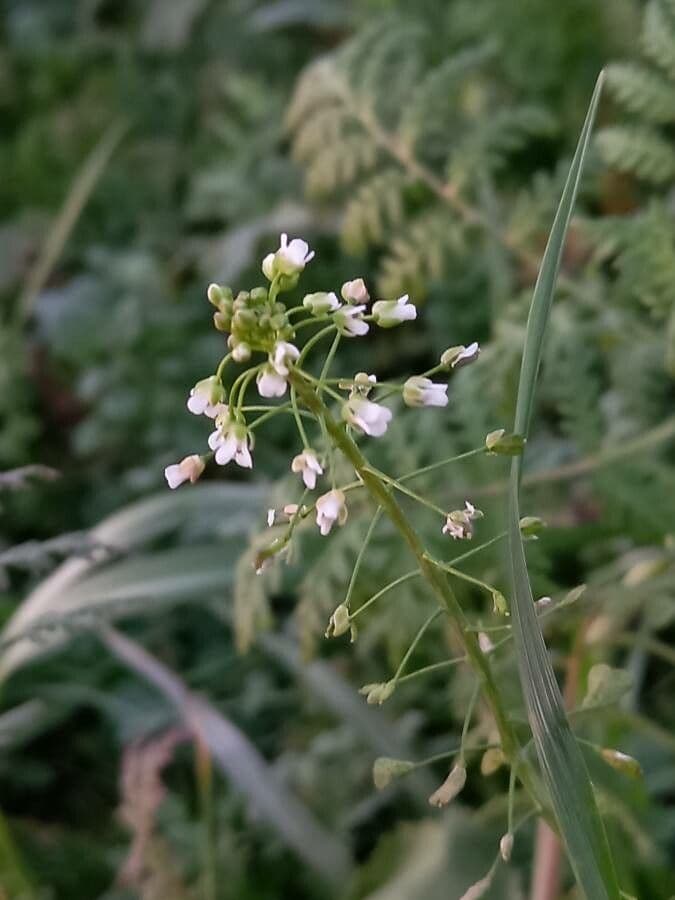 Capsella bursa-pastoris