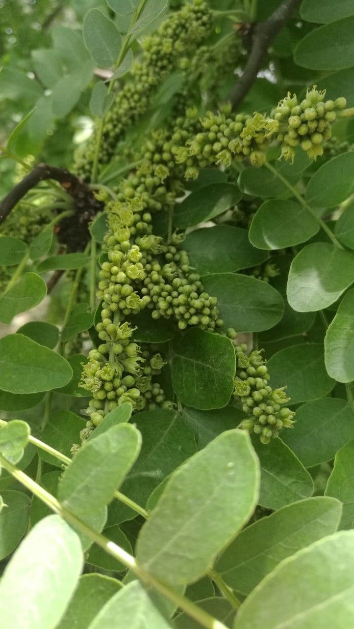 Gleditsia sinensis