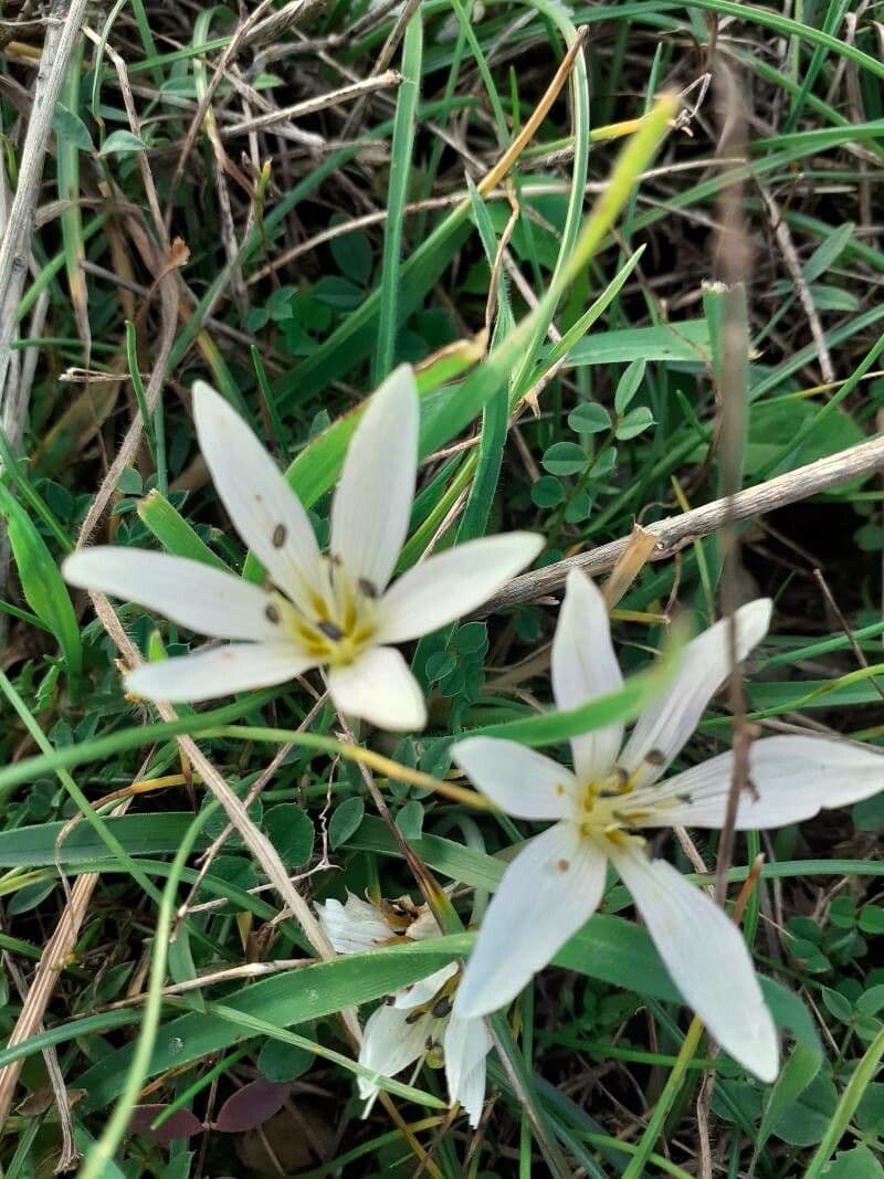 Colchicum cupanii