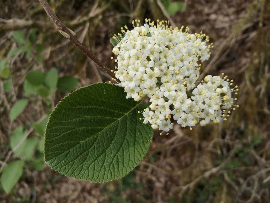 Viburnum lantana