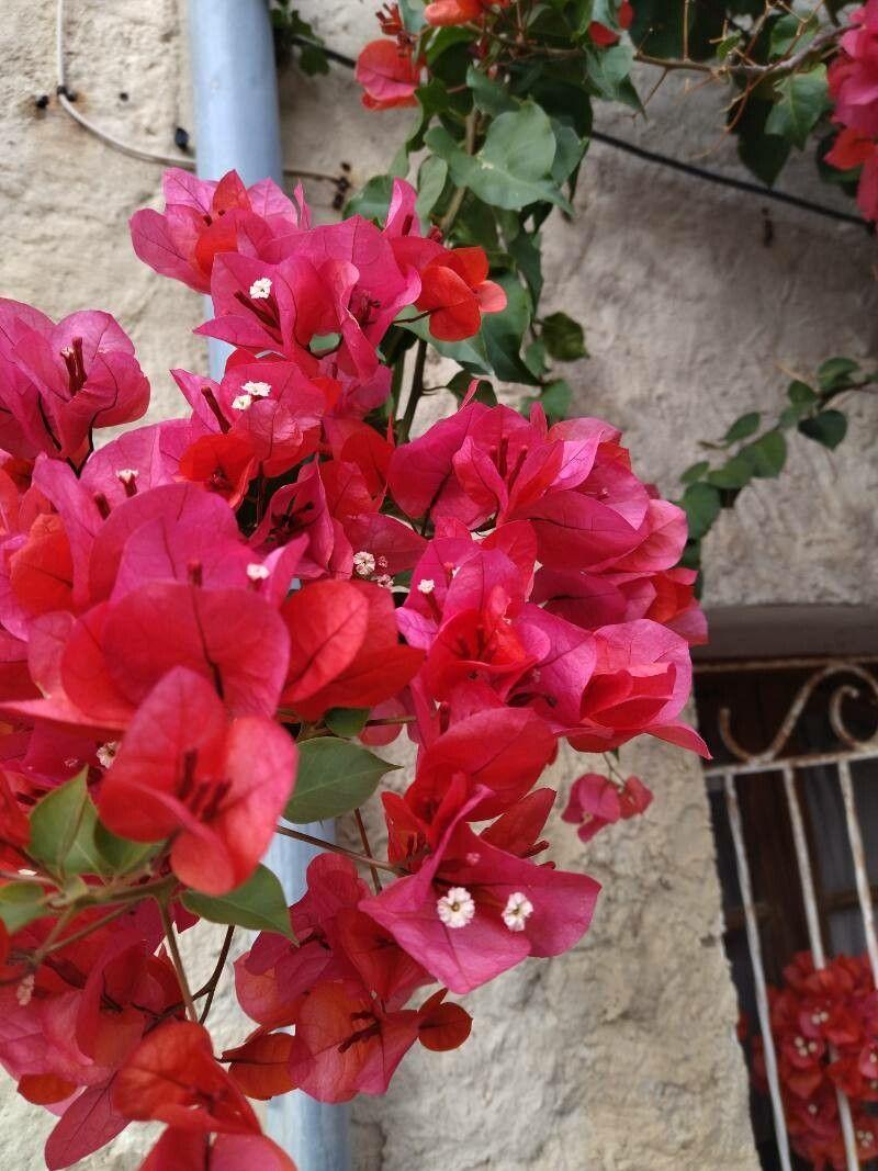 Bougainvillea buttiana