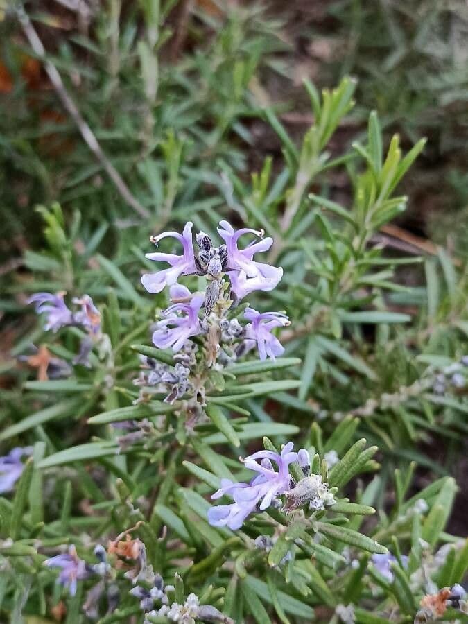 Salvia rosmarinus