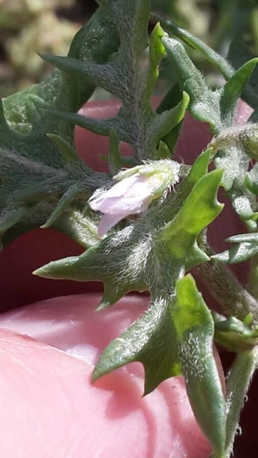Solanum triflorum