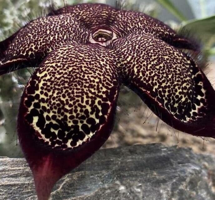 Edithcolea grandis