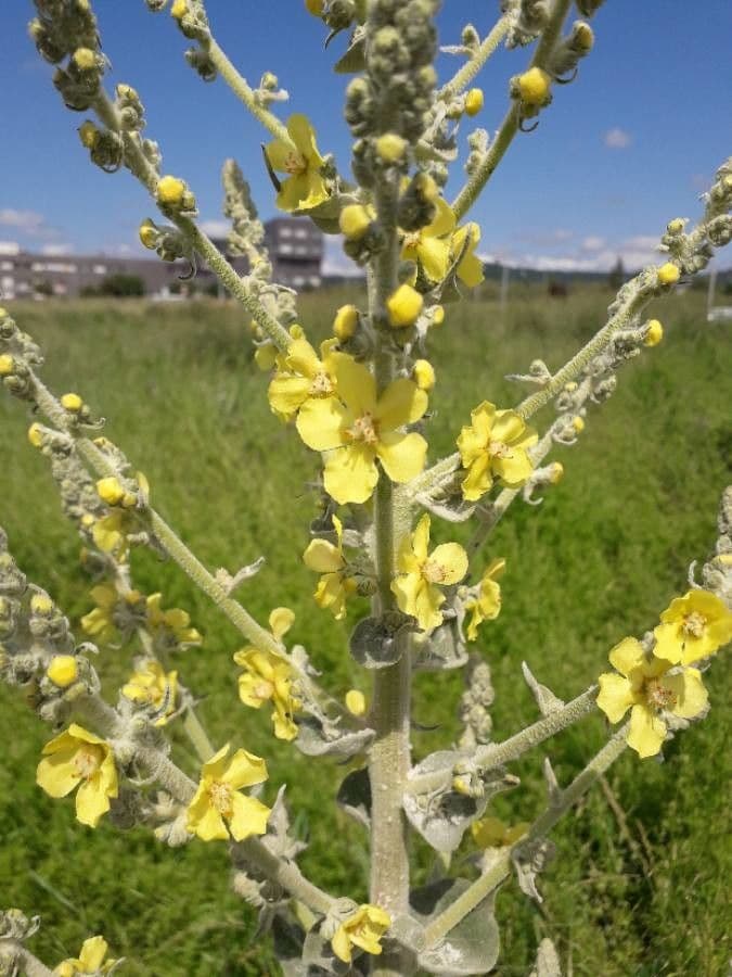 Verbascum pulverulentum