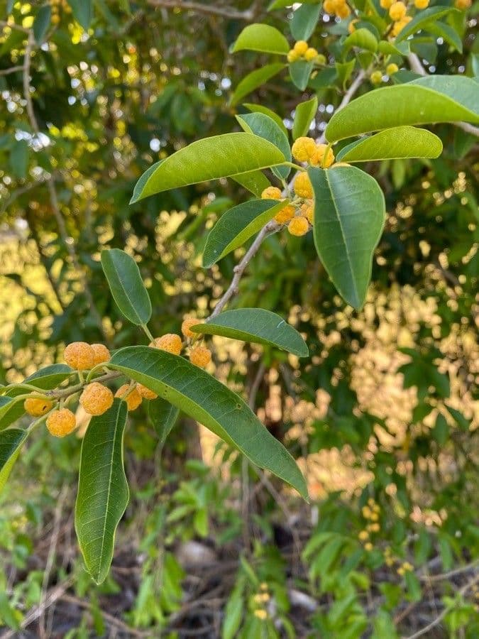 Maclura cochinchinensis