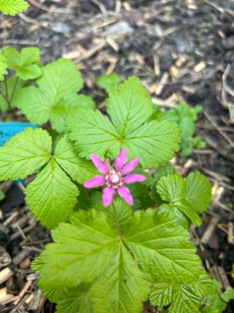 Rubus arcticus