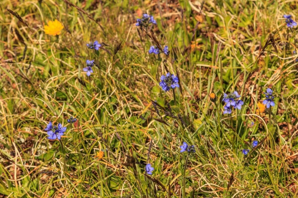 Veronica bellidioides