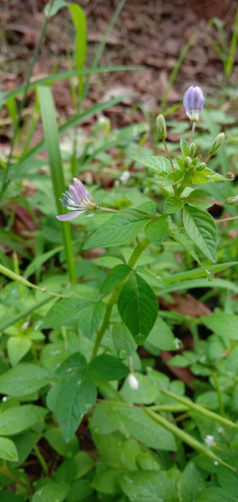 Cleome rutidosperma