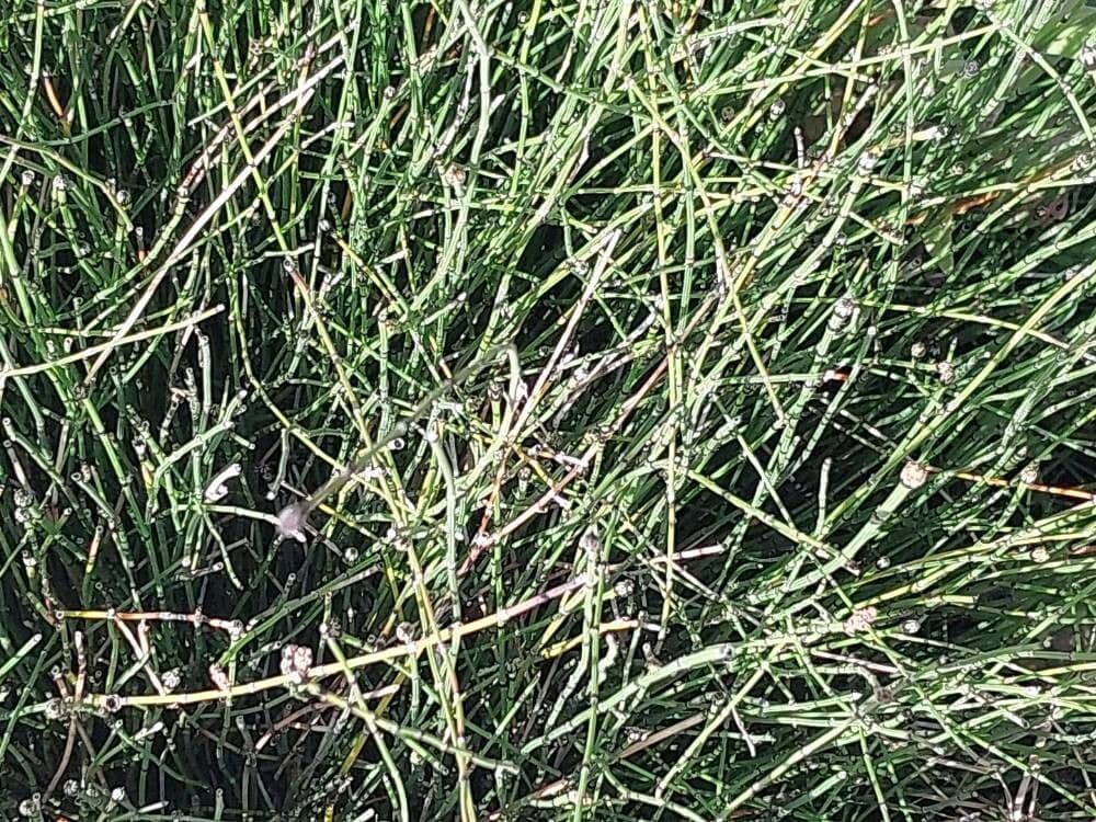 Equisetum variegatum