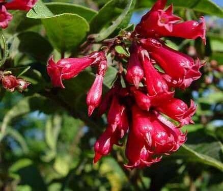 Cestrum elegans