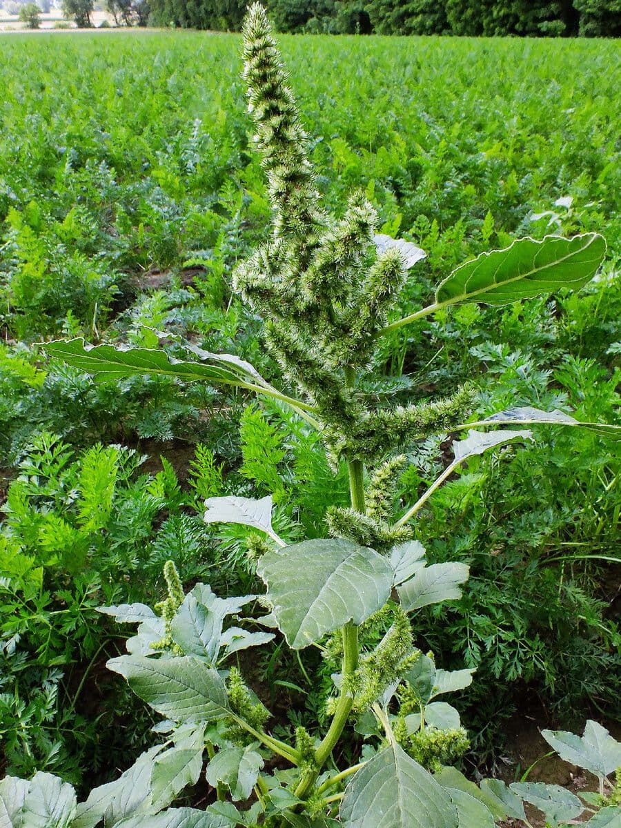 Amaranthus retroflexus