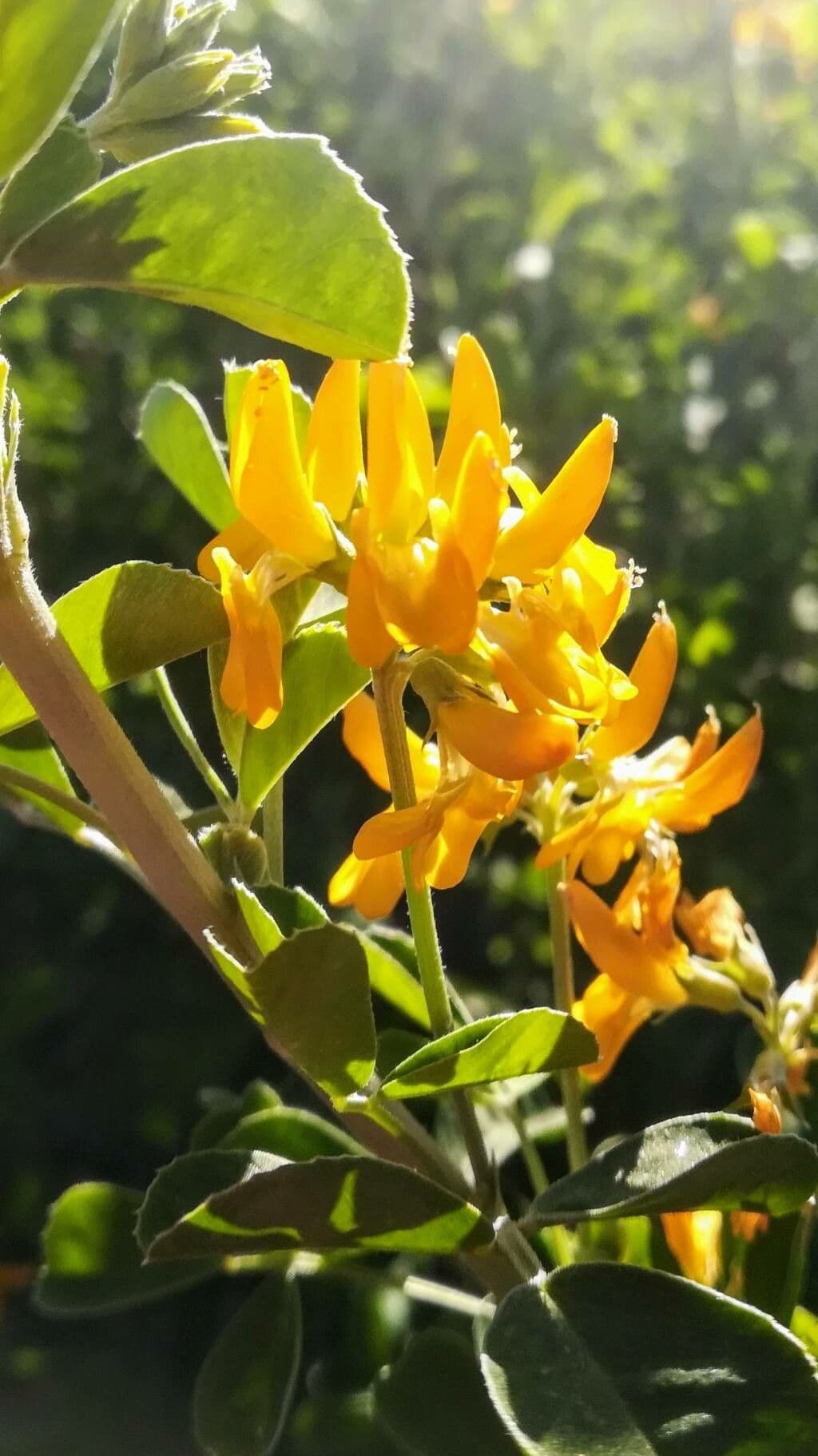 Medicago arborea