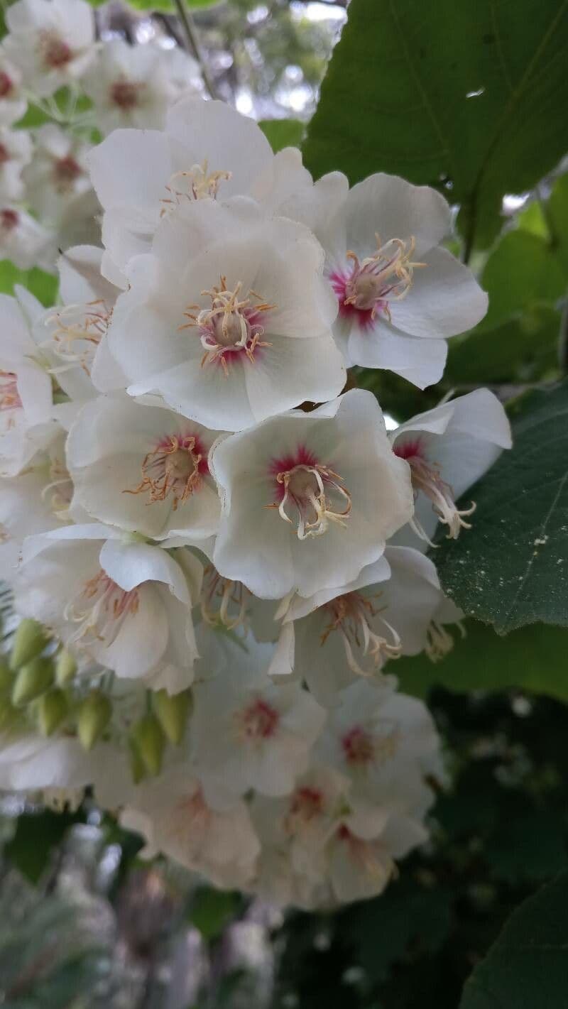 Dombeya burgessiae