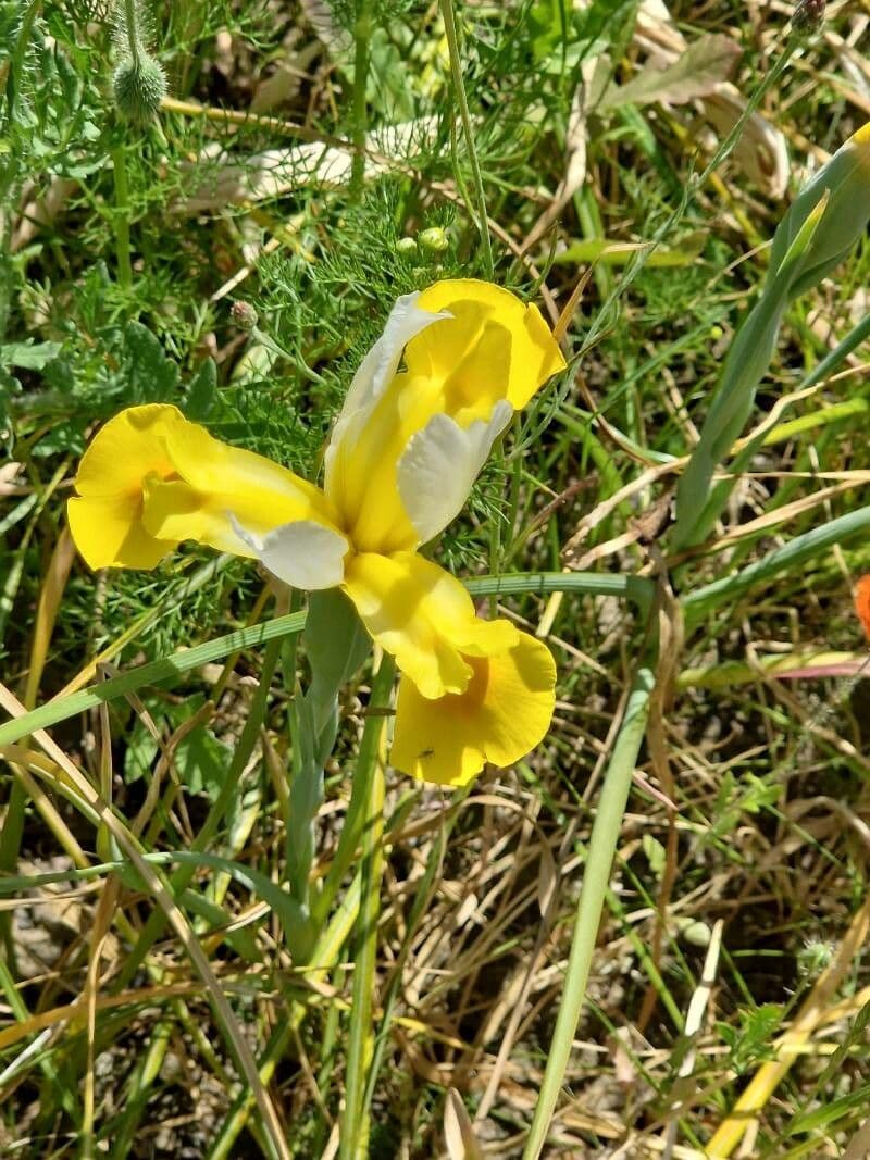 Iris orientalis