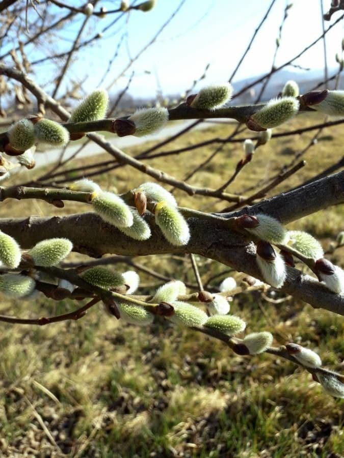 Salix caprea