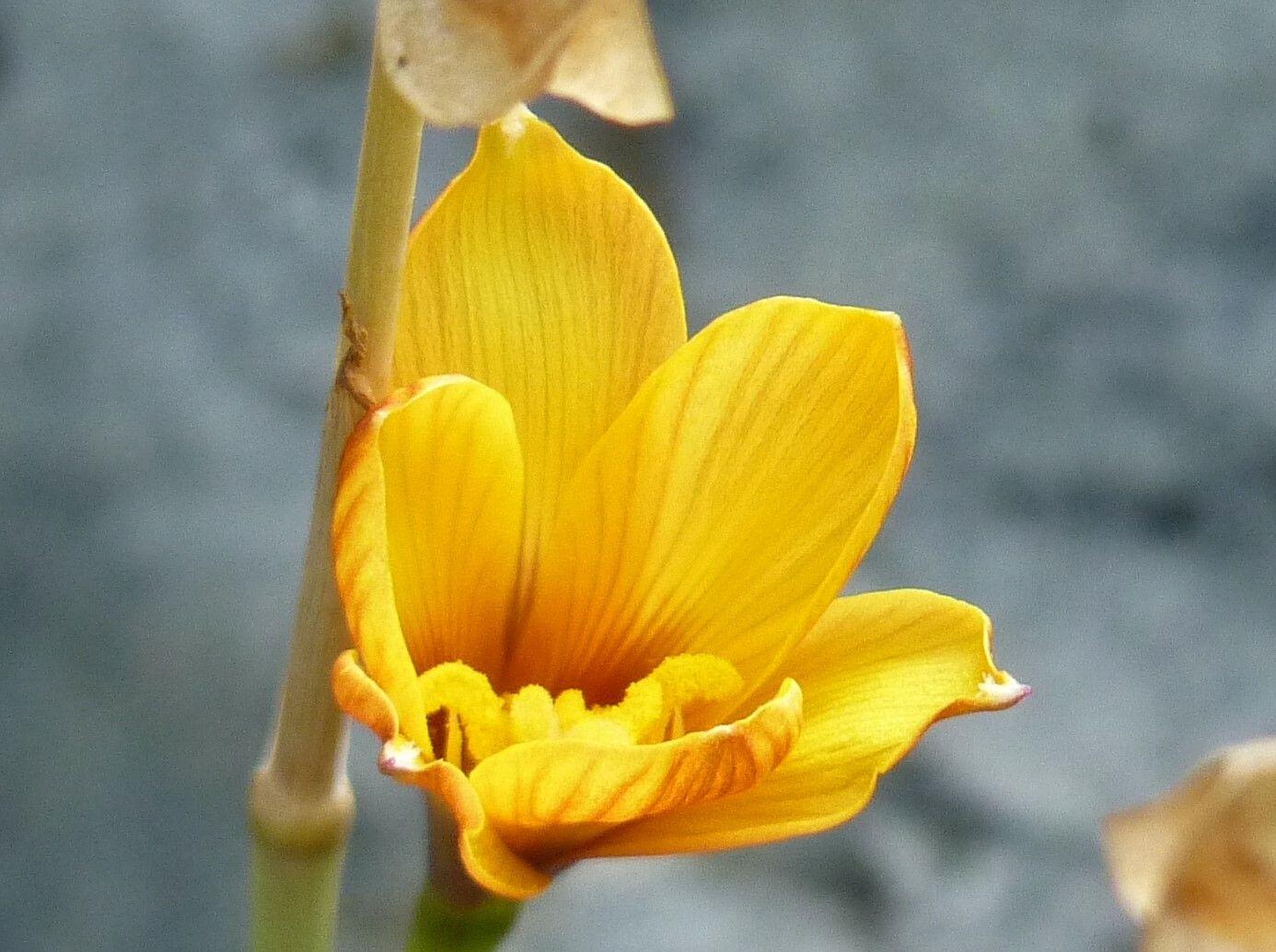 Zephyranthes citrina