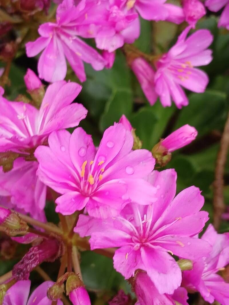 Lewisia cotyledon