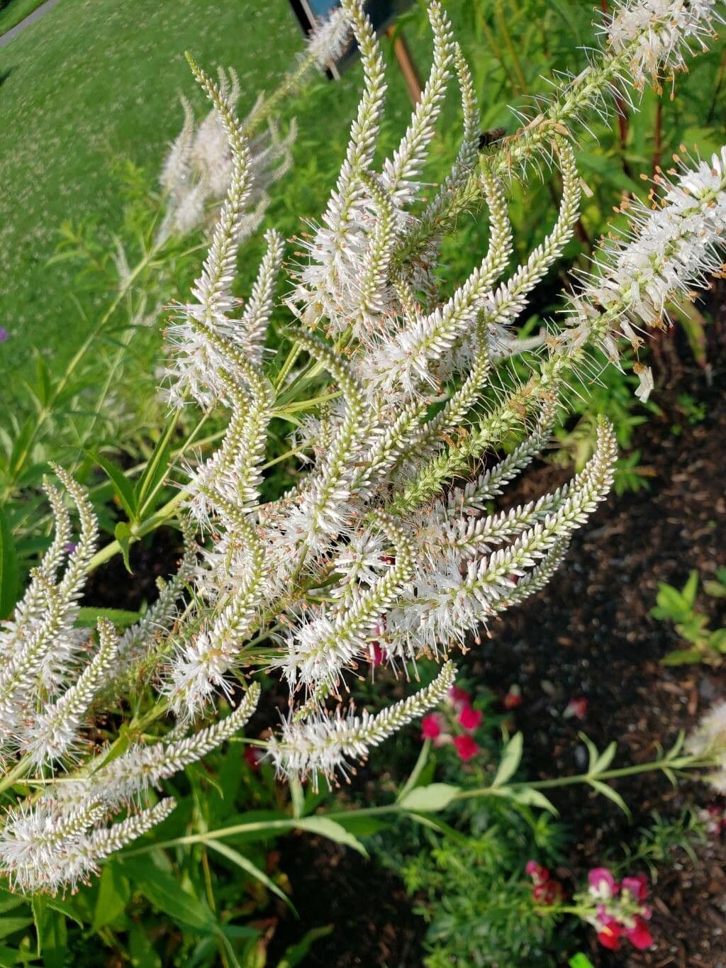 Veronicastrum virginicum