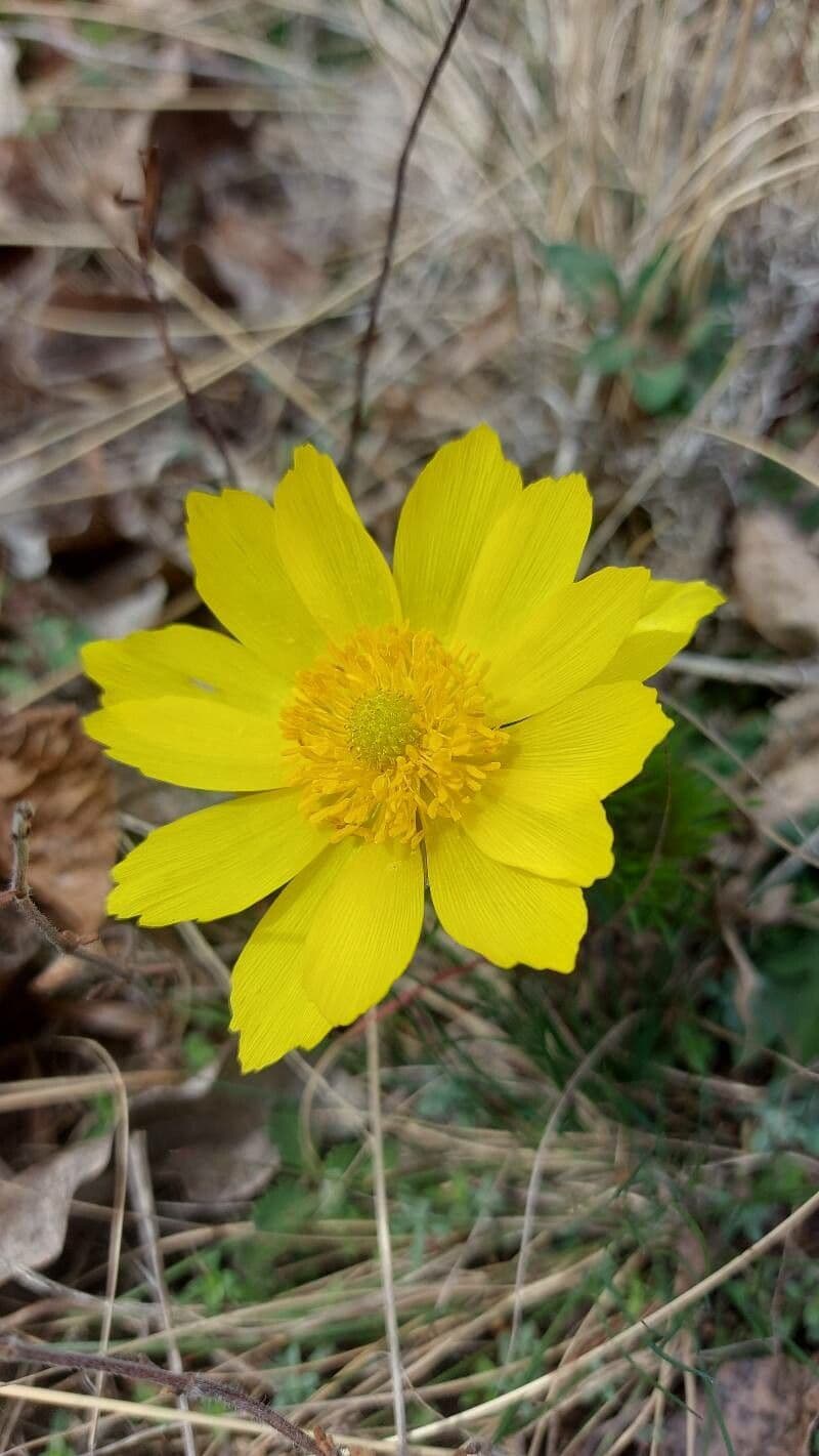 Adonis vernalis