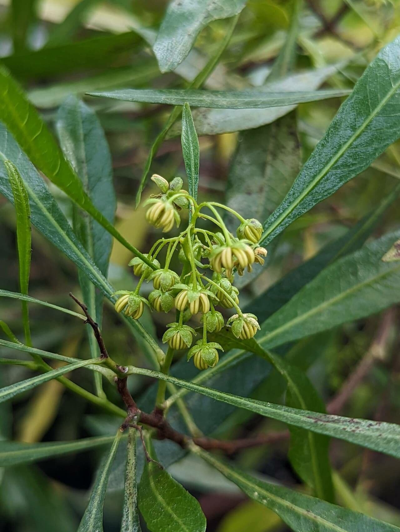 Dodonaea viscosa