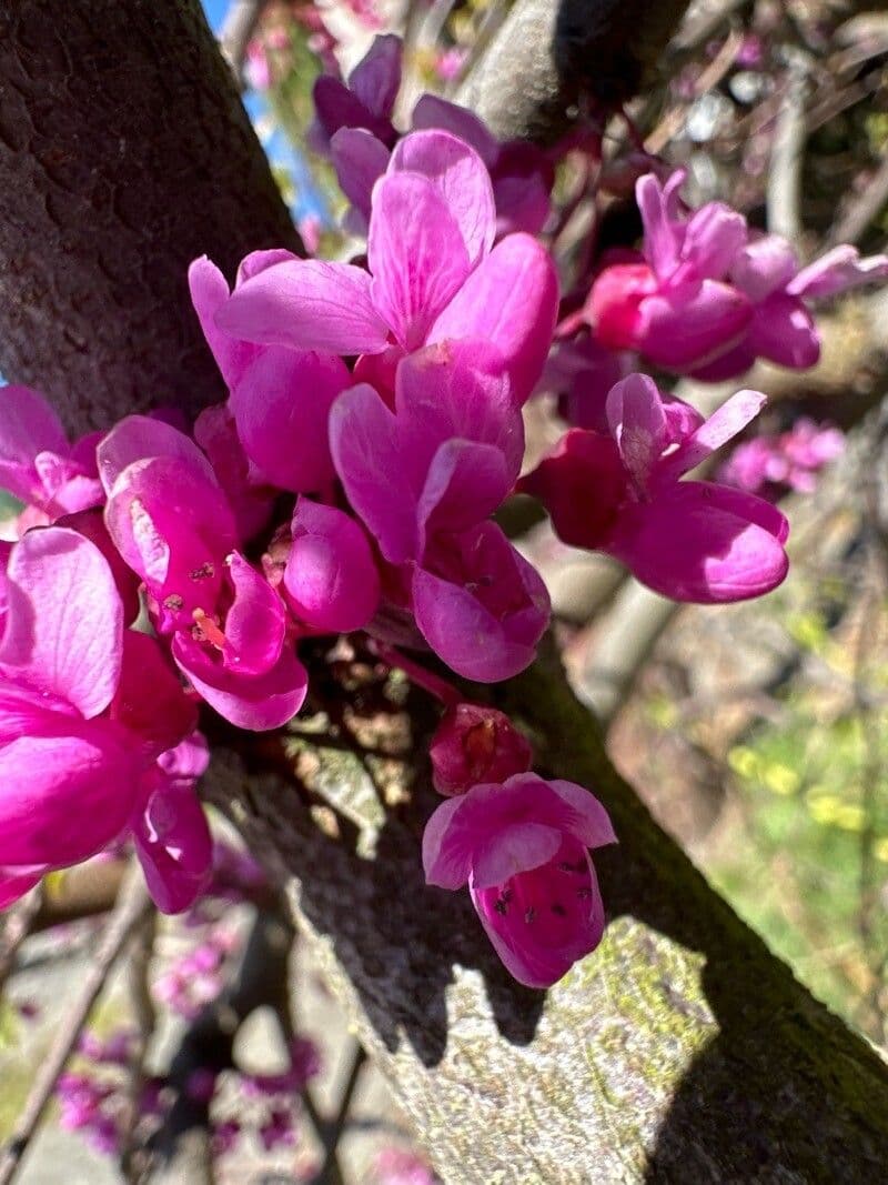 Cercis canadensis