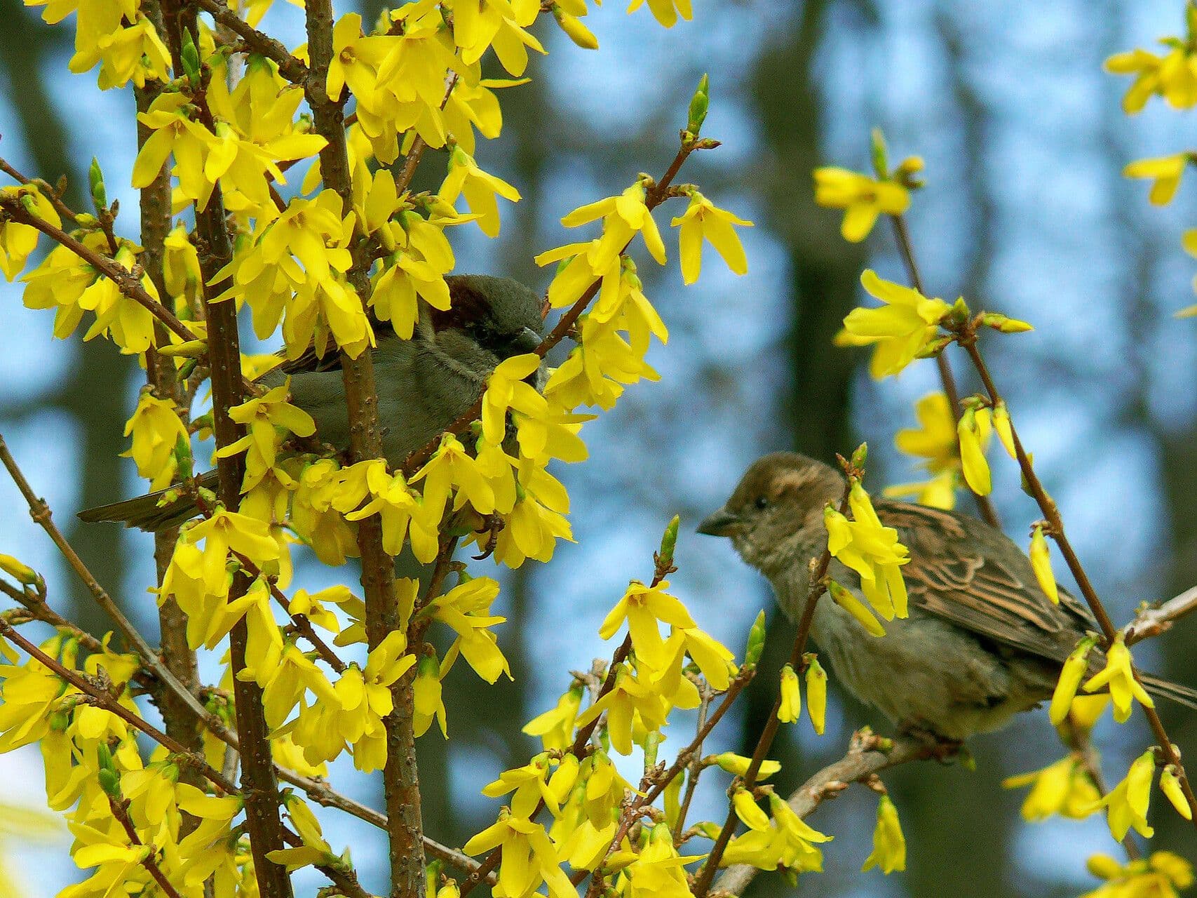 Forsythia suspensa