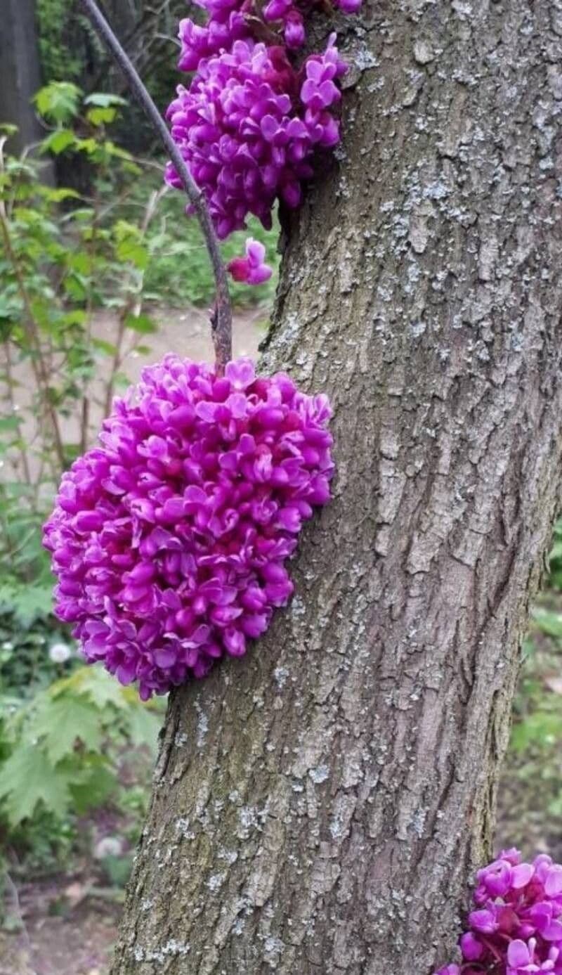 Cercis canadensis