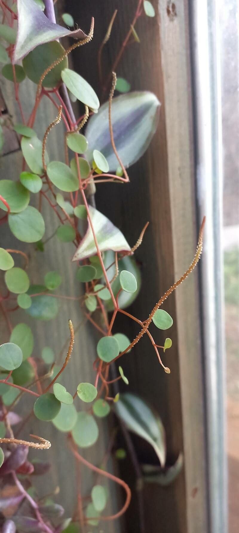 Peperomia rotundifolia