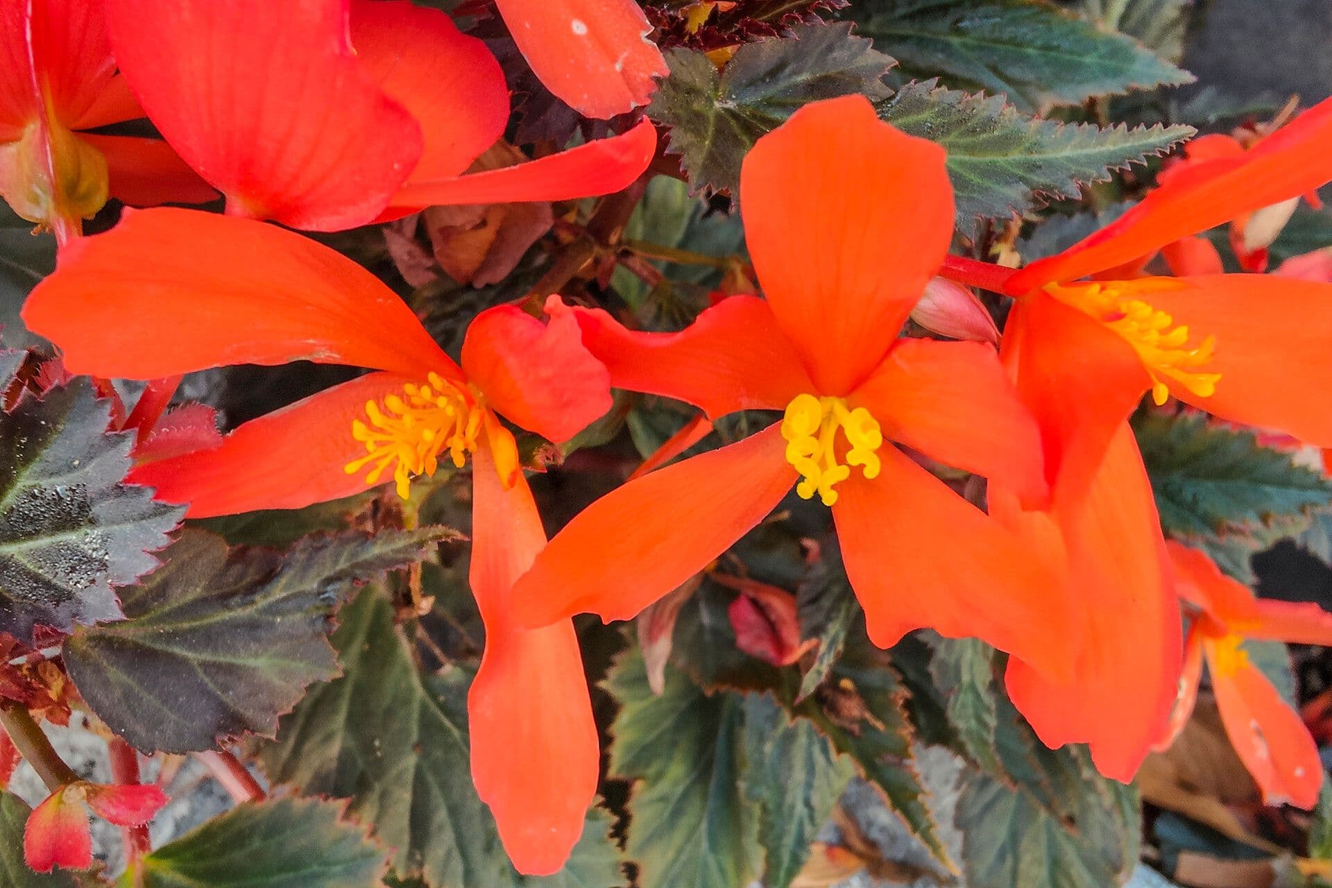 Begonia tuberhybrida