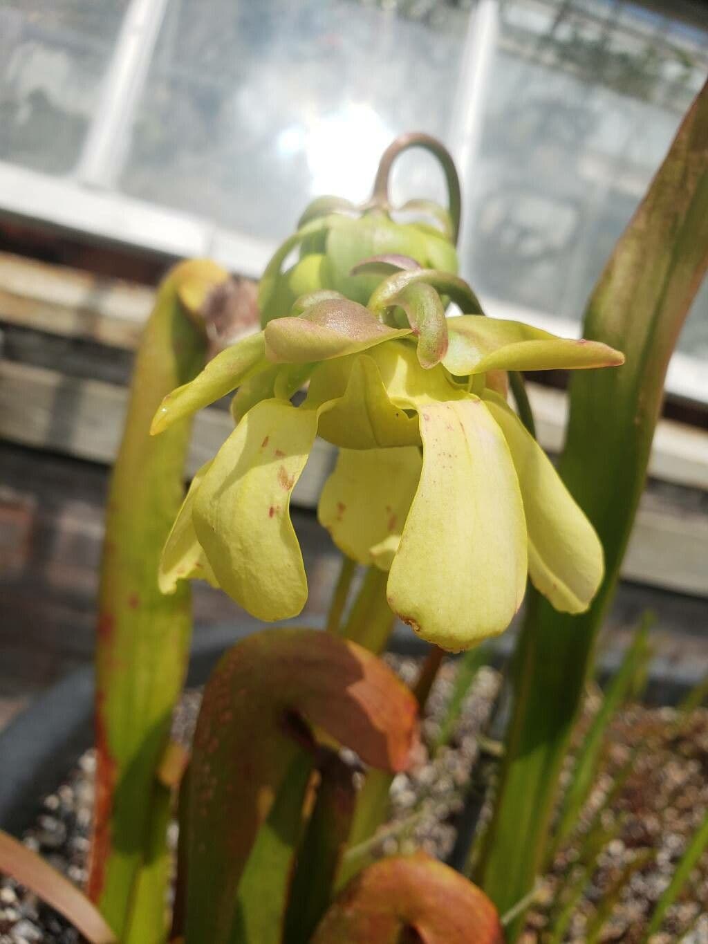 Sarracenia minor