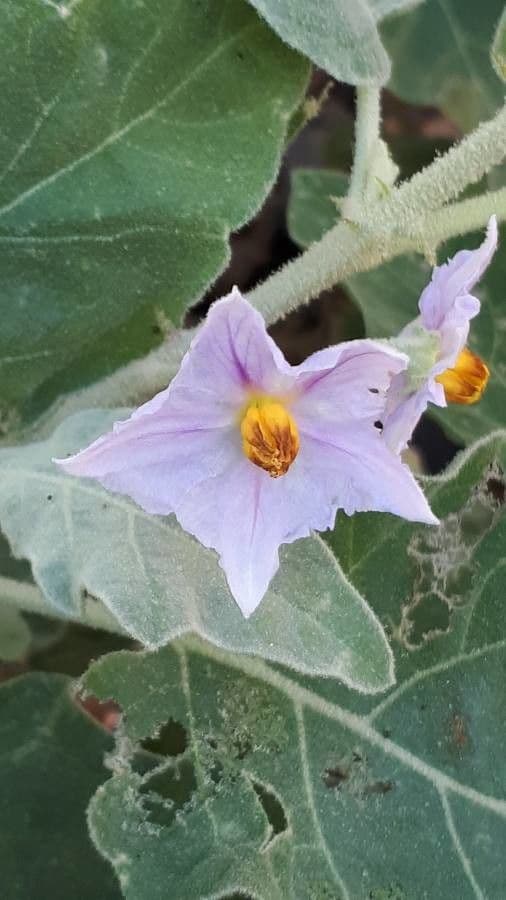 Solanum incanum