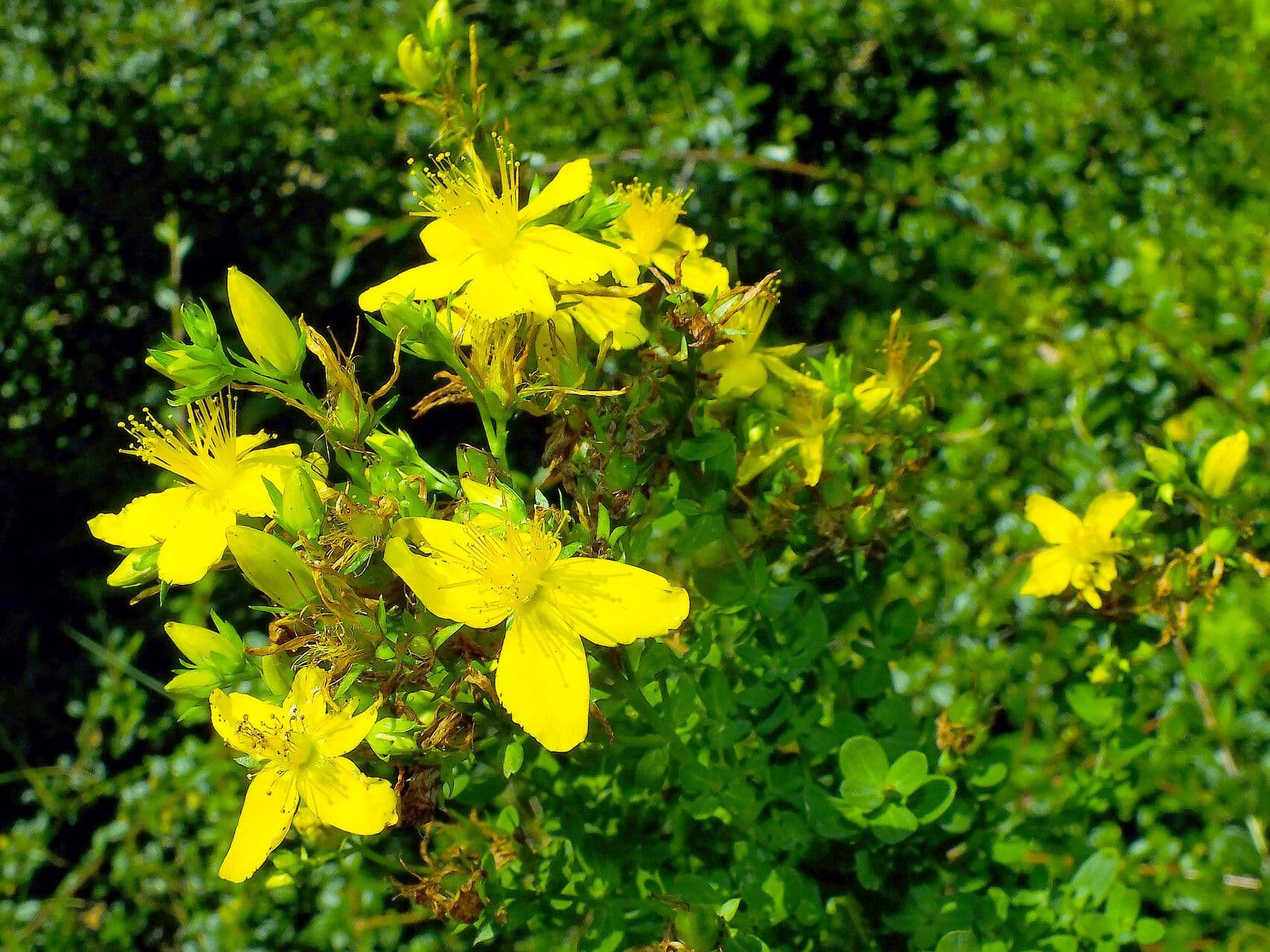 Hypericum perforatum