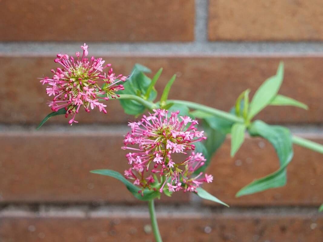 Valeriana lecoqii