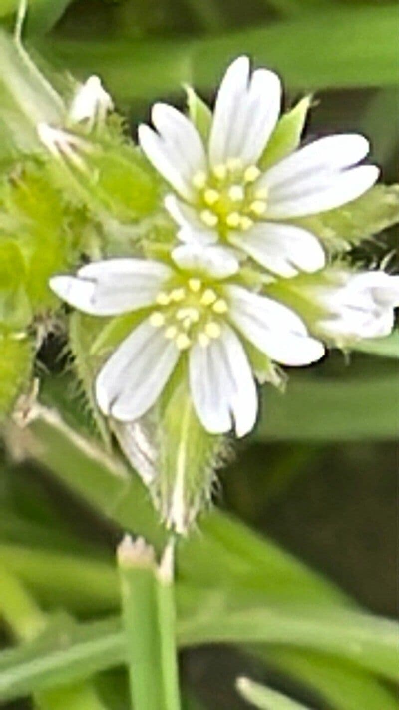 Cerastium fontanum