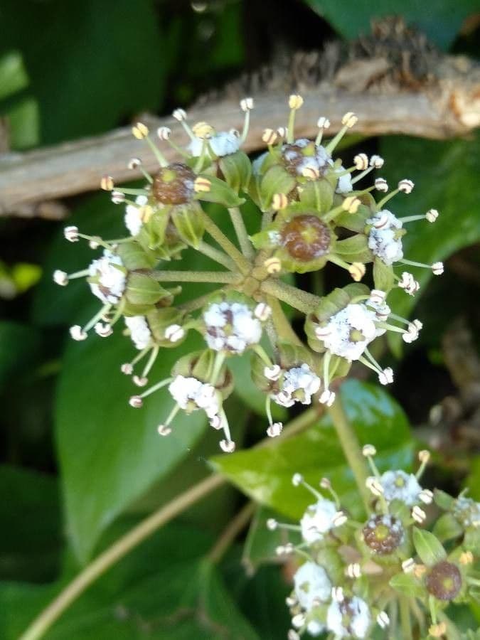 Hedera canariensis