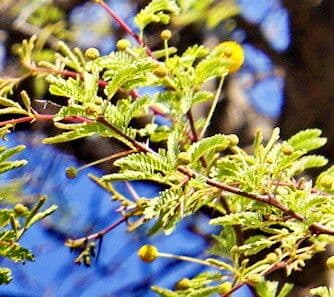 Vachellia erioloba