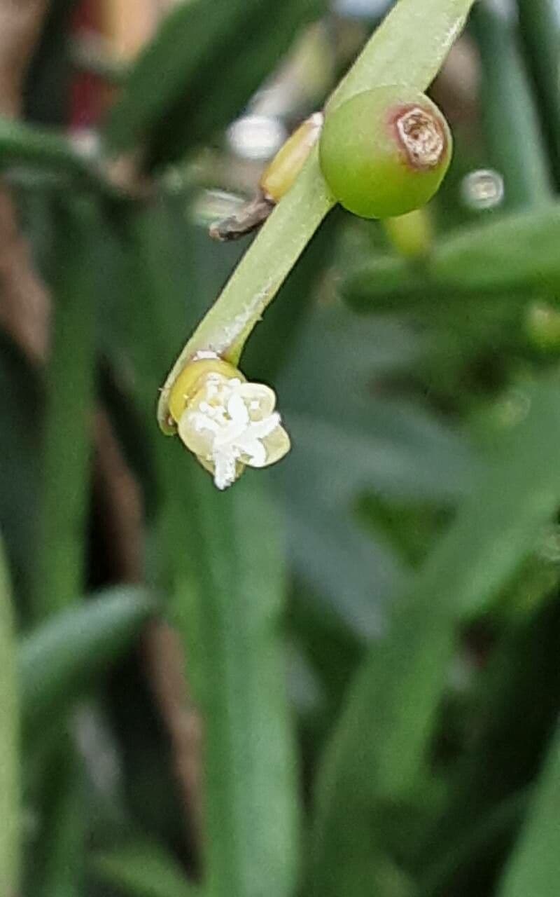 Rhipsalis micrantha