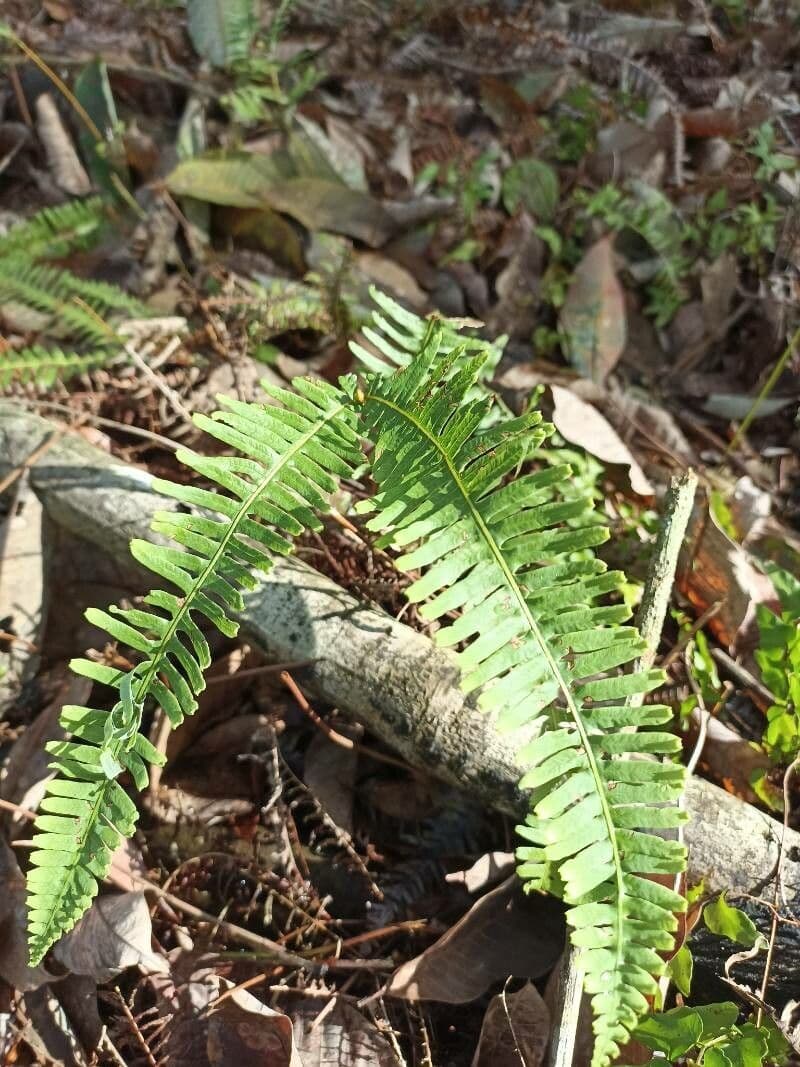 Polypodium virginianum