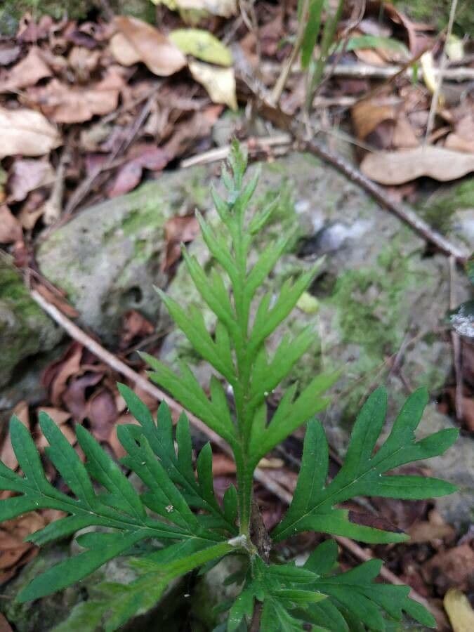 Hemionitis densa