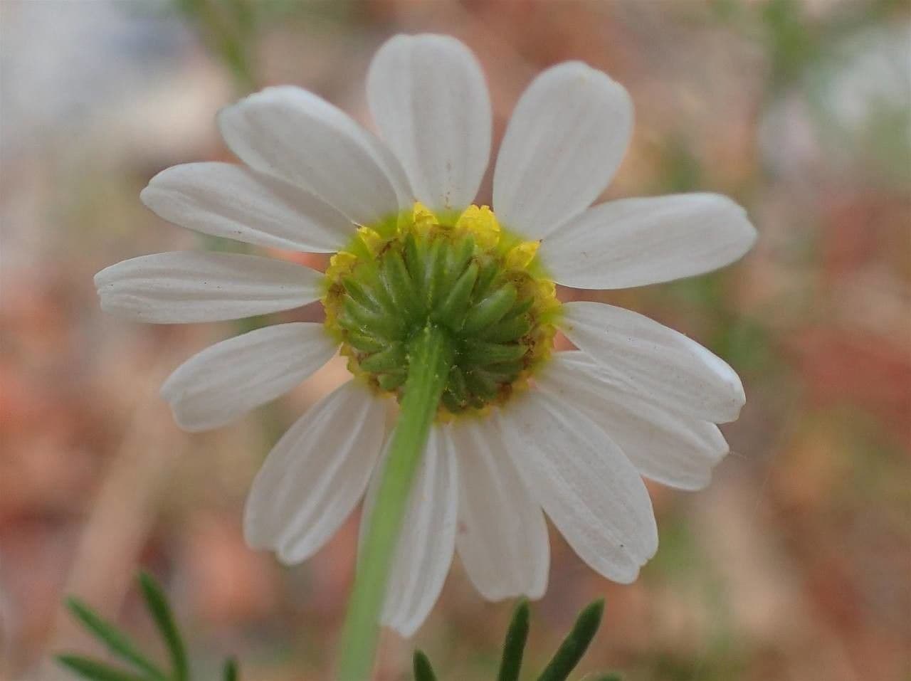 Matricaria chamomilla