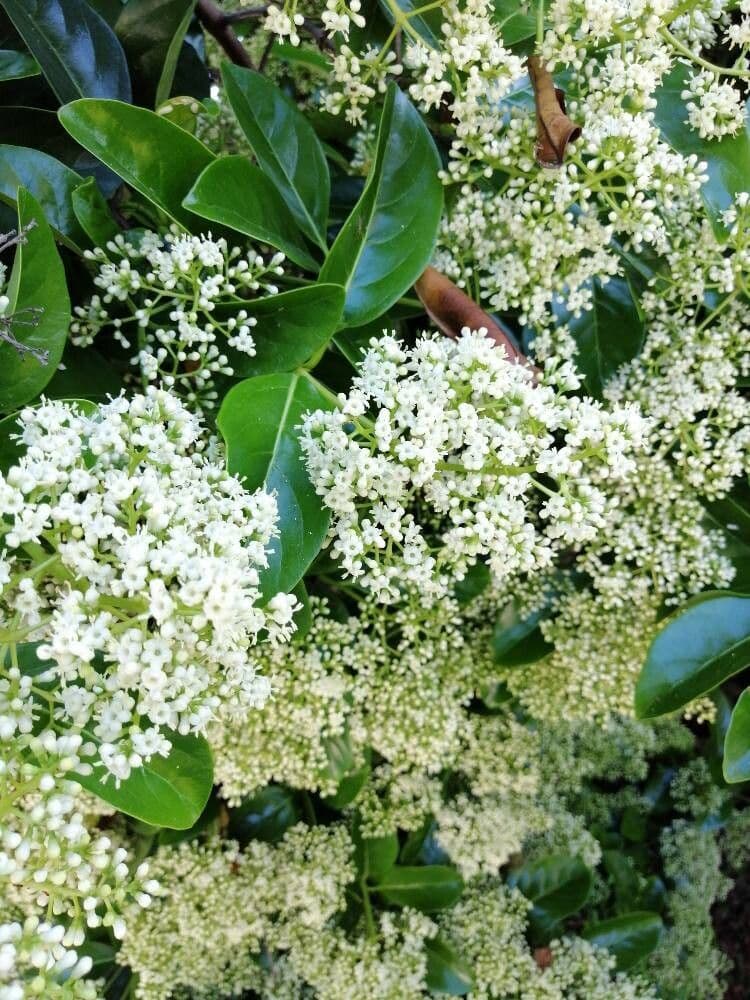 Viburnum odoratissimum