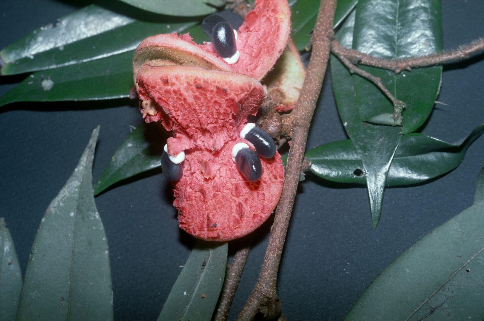 Xylopia crinita