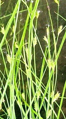 Carex remota