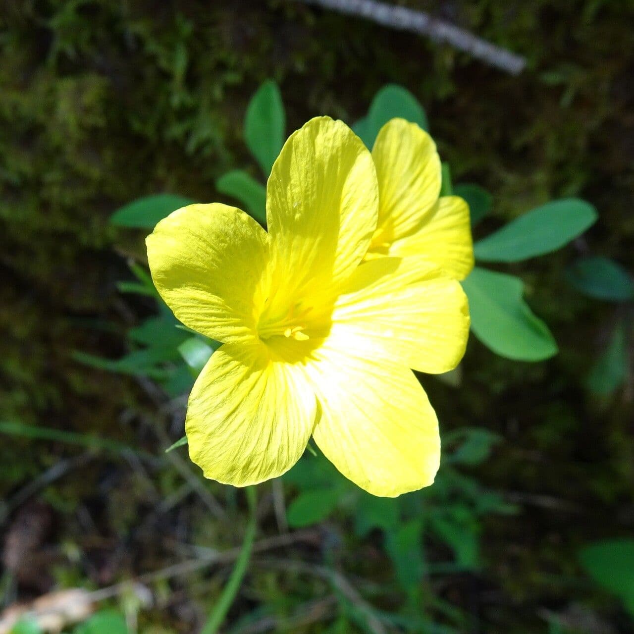 Linum campanulatum