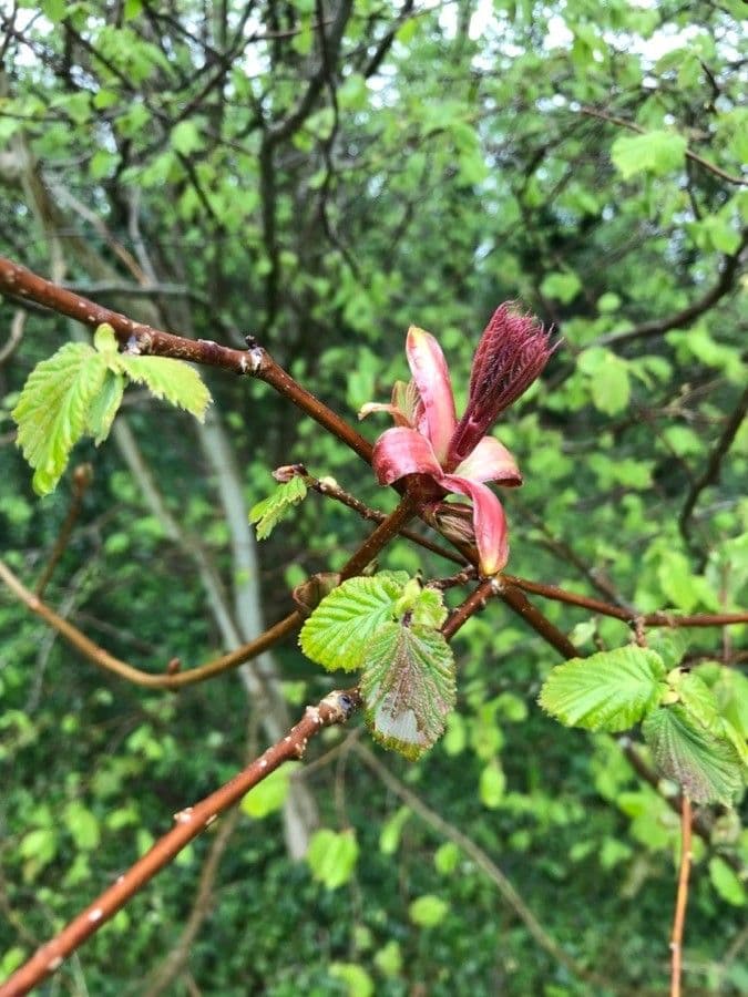 Alnus alnobetula